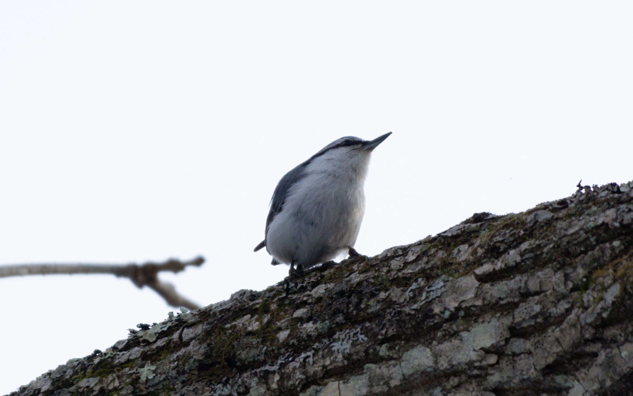 Photo of Eurasian Nuthatch(asiatica) at Tomakomai Experimental Forest by マルCU