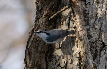 Eurasian Nuthatch(asiatica) Tomakomai Experimental Forest Sat, 2/18/2023