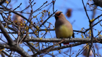 2023年2月25日(土) 小諸発電所第一調整池(杉の木貯水池)の野鳥観察記録