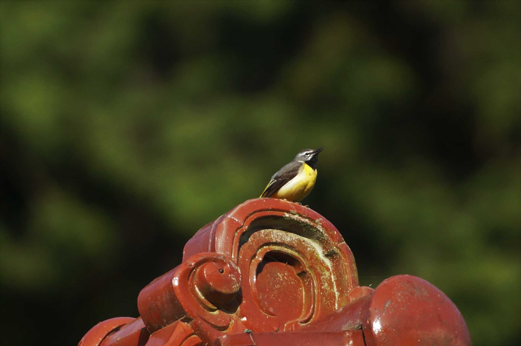 Grey Wagtail