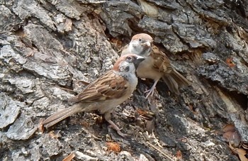 Eurasian Tree Sparrow ホーチミン Sun, 4/22/2018