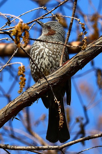 2023年2月25日(土) 長居公園植物園の野鳥観察記録