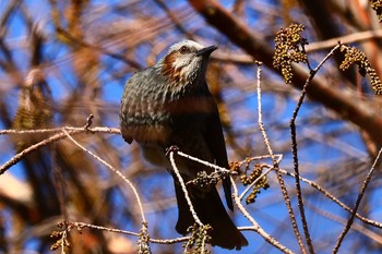 ヒヨドリ 長居公園植物園 2023年2月25日(土)