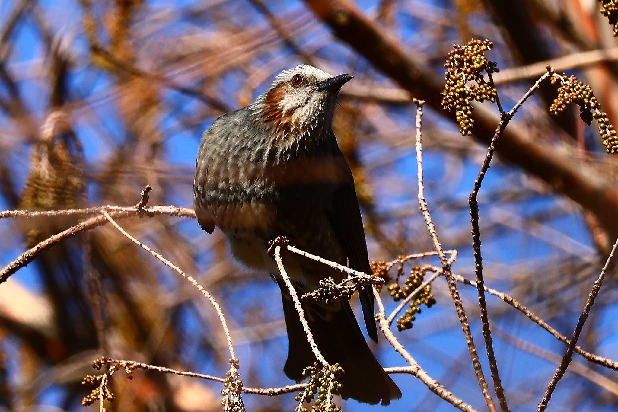 長居公園植物園 ヒヨドリの写真 by Tacker