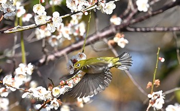 メジロ 場所が不明 2023年2月25日(土)