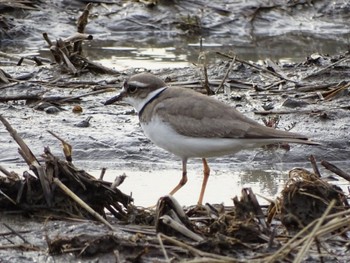 Long-billed Plover 流山市新川耕地 Sat, 3/3/2018