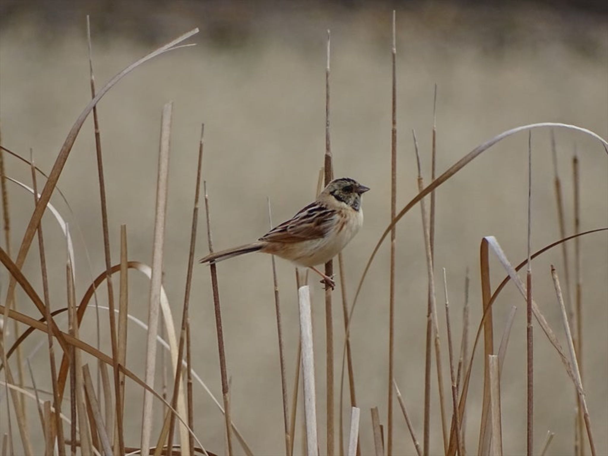 Ochre-rumped Bunting