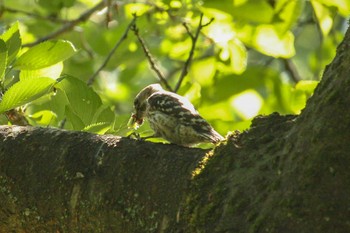 Japanese Pygmy Woodpecker Mitsuike Park Tue, 5/1/2018