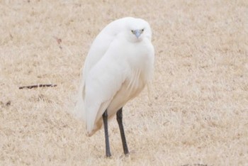 Little Egret 霞ヶ浦 Fri, 2/24/2023