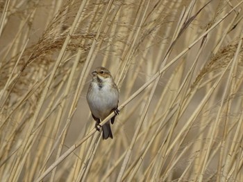 Common Reed Bunting 流山市新川耕地 Sun, 3/11/2018