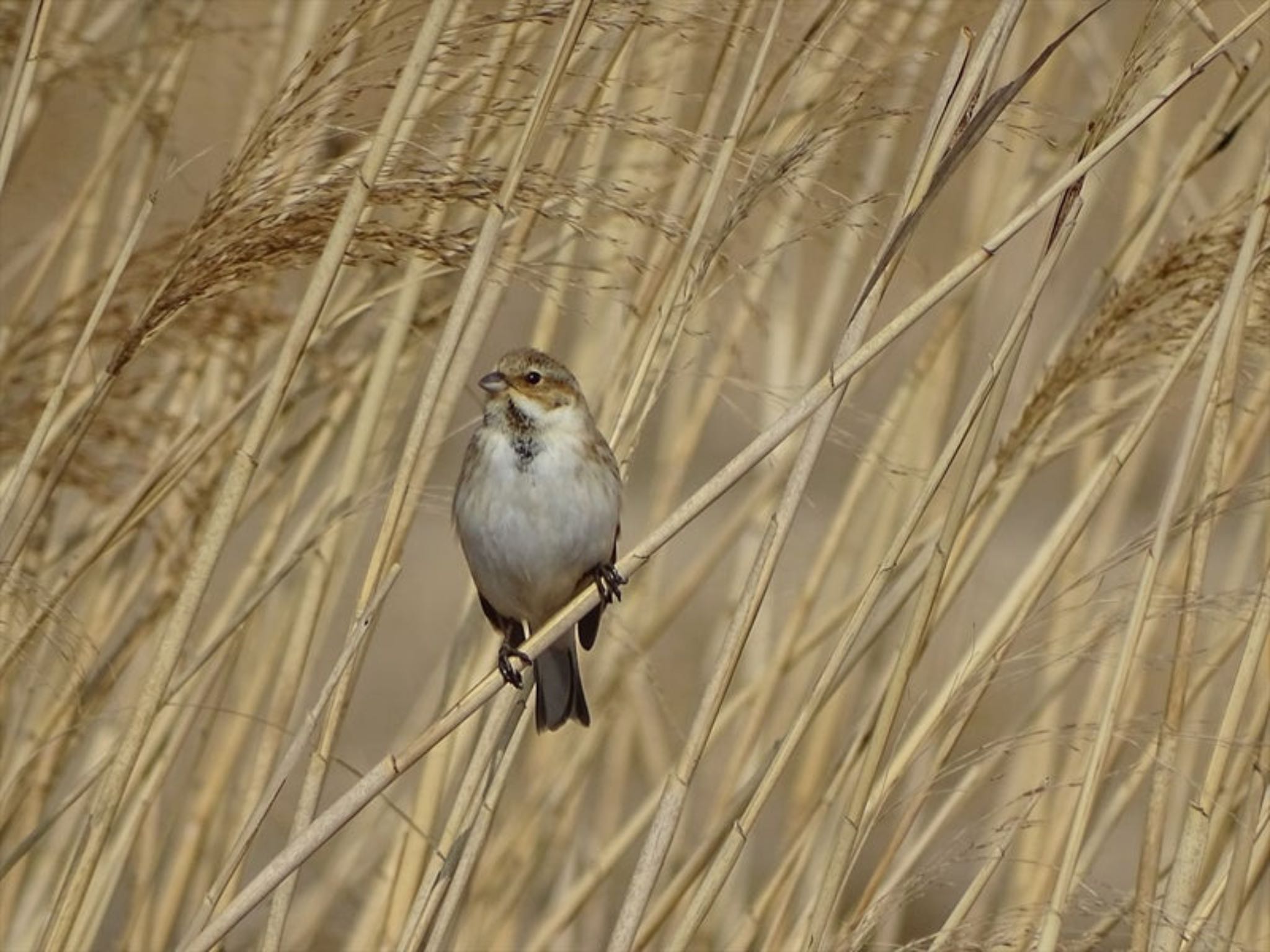 Photo of Common Reed Bunting at 流山市新川耕地 by gull 