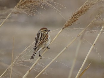 オオジュリン 流山市新川耕地 2018年3月11日(日)