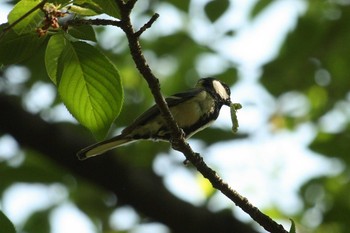 Japanese Tit Mitsuike Park Tue, 5/1/2018