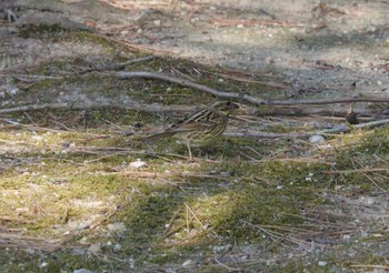 アオジ 洲原公園 2023年2月23日(木)