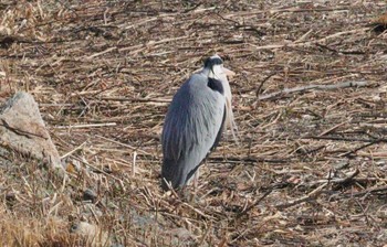 アオサギ 洲原公園 2023年2月23日(木)