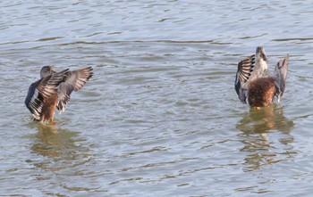 2023年2月23日(木) 洲原公園の野鳥観察記録