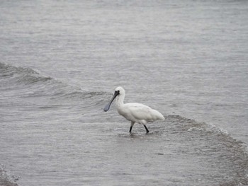 クロツラヘラサギ 葛西臨海公園 2023年2月25日(土)