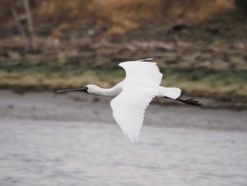 クロツラヘラサギ 葛西臨海公園 2023年2月25日(土)