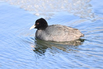 オオバン 湯ノ湖 2023年2月25日(土)