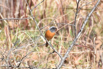 Daurian Redstart Osaka castle park Sun, 2/12/2023