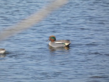 Eurasian Teal 一ノ宮公園 Sun, 2/12/2023