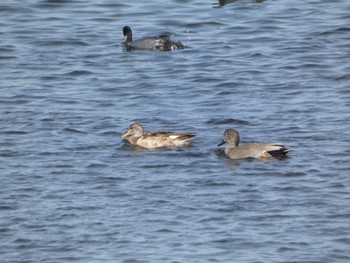 Sun, 2/12/2023 Birding report at 一ノ宮公園