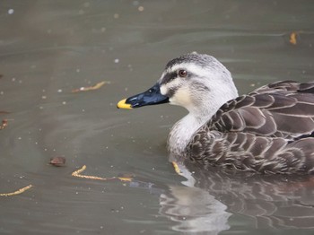 Eastern Spot-billed Duck Higashitakane Forest park Sat, 2/25/2023