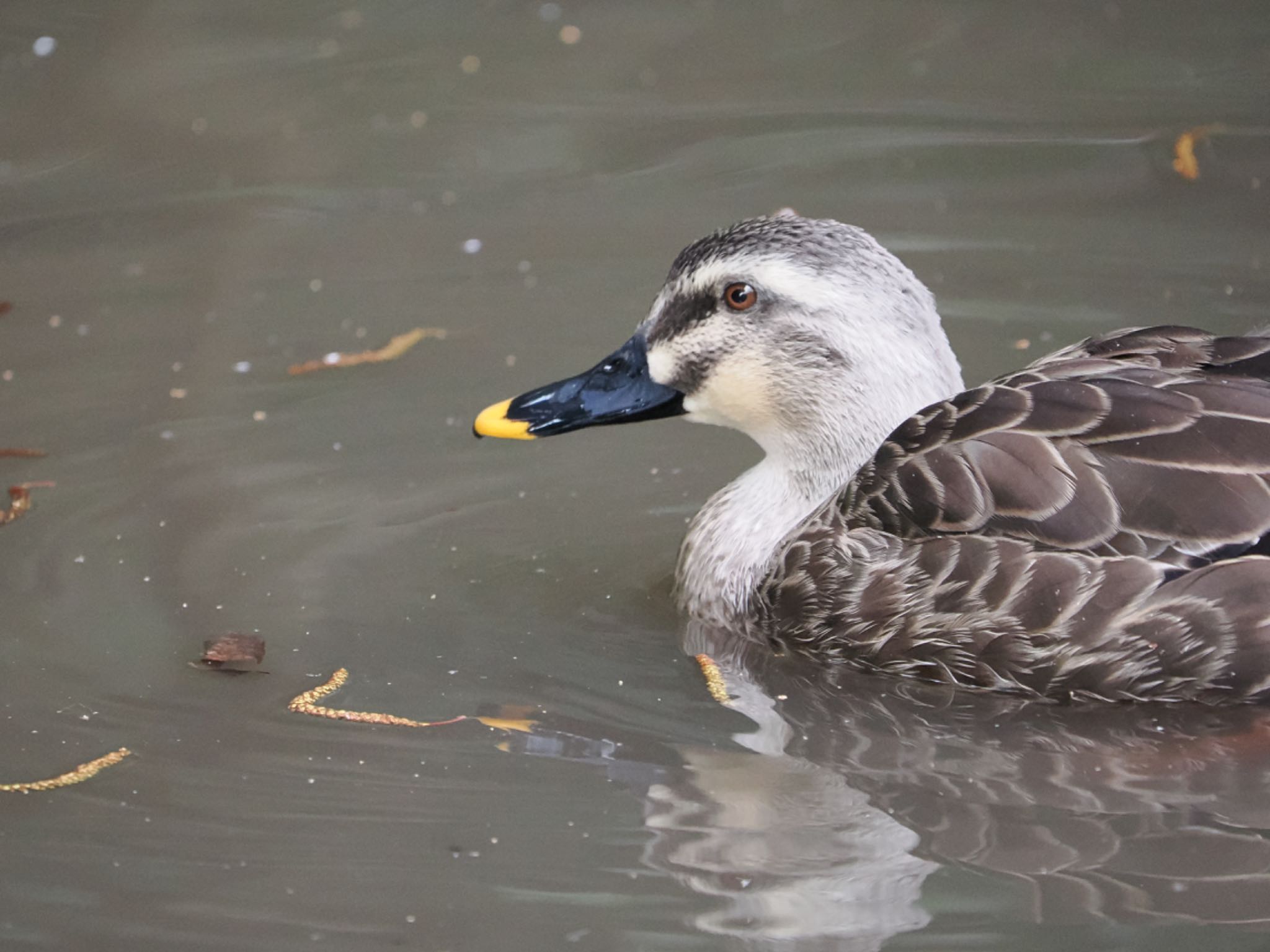Photo of Eastern Spot-billed Duck at Higashitakane Forest park by クロやん