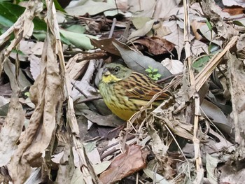 Masked Bunting Higashitakane Forest park Sat, 2/25/2023