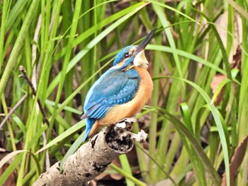 Common Kingfisher Higashitakane Forest park Sat, 2/25/2023