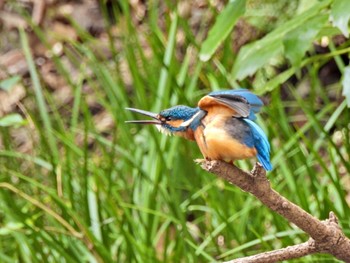 Common Kingfisher Higashitakane Forest park Sat, 2/25/2023