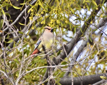 Japanese Waxwing Higashitakane Forest park Sat, 2/25/2023