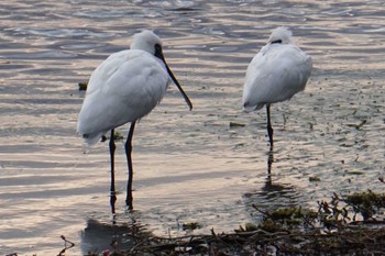 Black-faced Spoonbill 江津湖 Sat, 2/25/2023