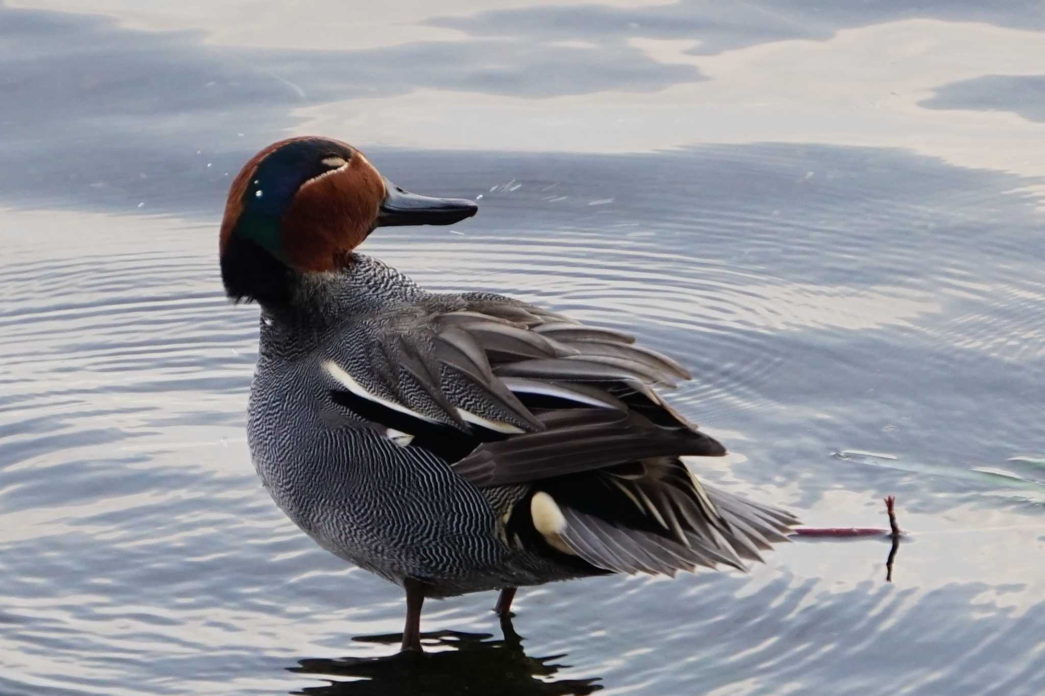 Eurasian Teal