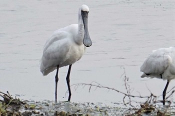 Black-faced Spoonbill 江津湖 Sat, 2/25/2023