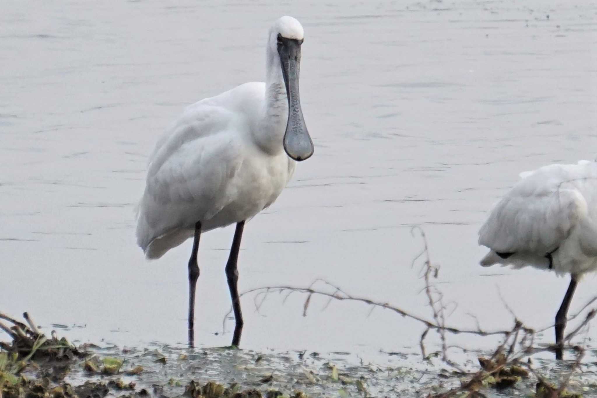 Photo of Black-faced Spoonbill at 江津湖 by Joh