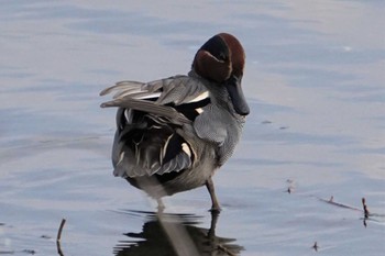 Eurasian Teal 江津湖 Sat, 2/25/2023