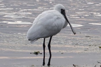 Black-faced Spoonbill 江津湖 Sat, 2/25/2023