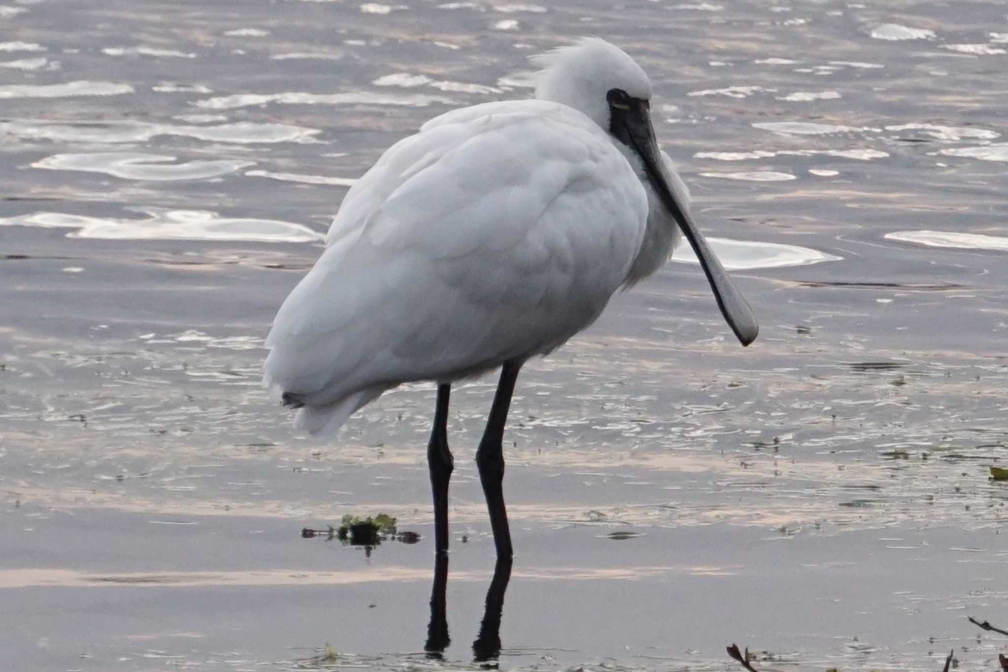 Photo of Black-faced Spoonbill at 江津湖 by Joh