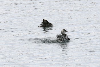 カンムリカイツブリ 河川環境楽園 2023年1月17日(火)