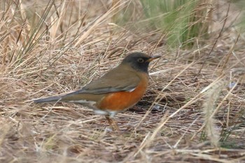 2023年1月17日(火) 河川環境楽園の野鳥観察記録