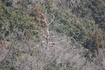 オオワシ 山本山(滋賀県) 2023年2月25日(土)