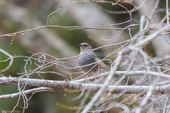 2023年2月23日(木) 玄倉林道の野鳥観察記録