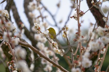 Warbling White-eye Shinjuku Gyoen National Garden Unknown Date