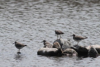 2018年5月1日(火) 五主海岸の野鳥観察記録