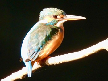 2021年11月23日(火) 四季の森公園(横浜市緑区)の野鳥観察記録