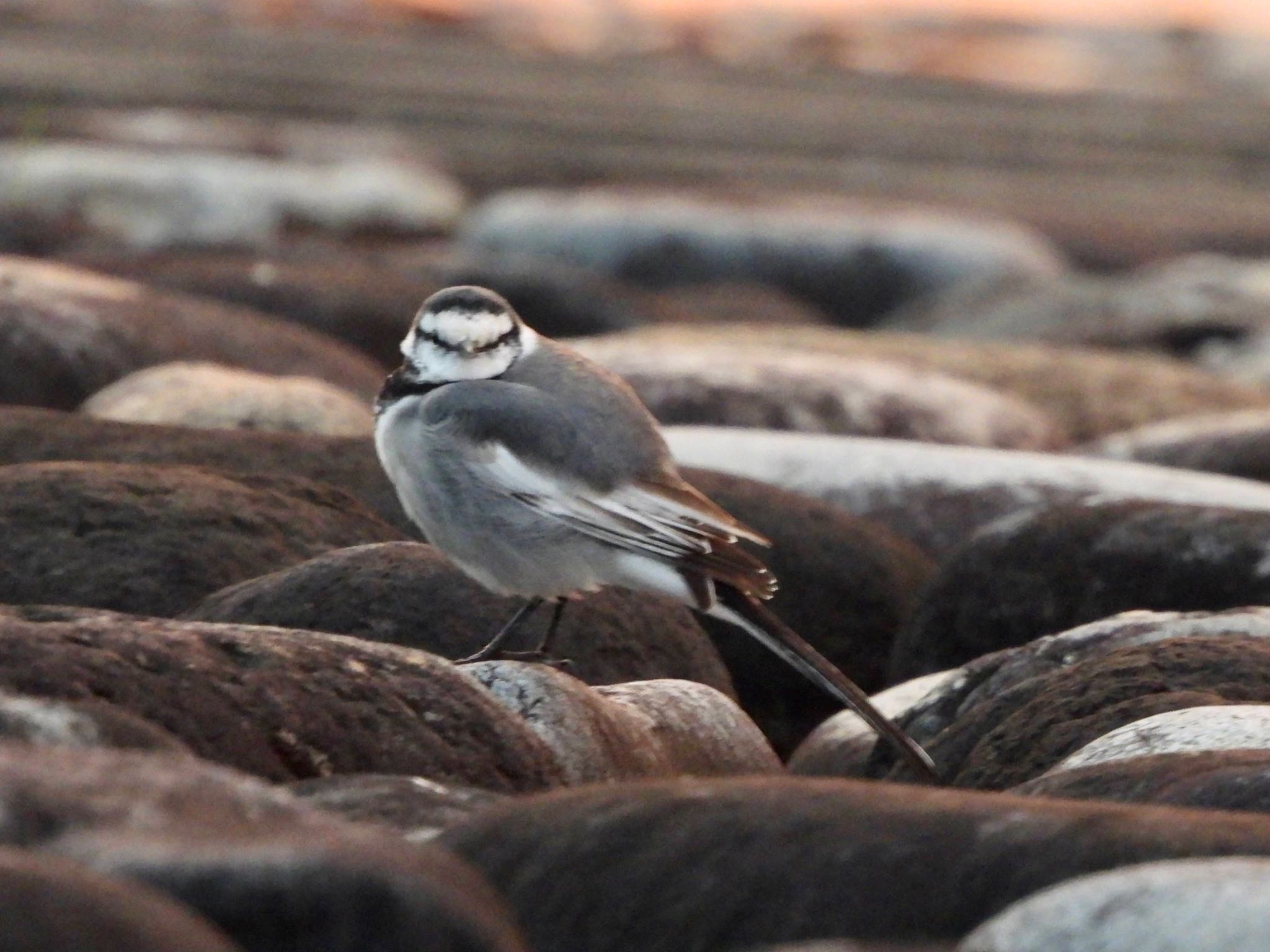 White Wagtail