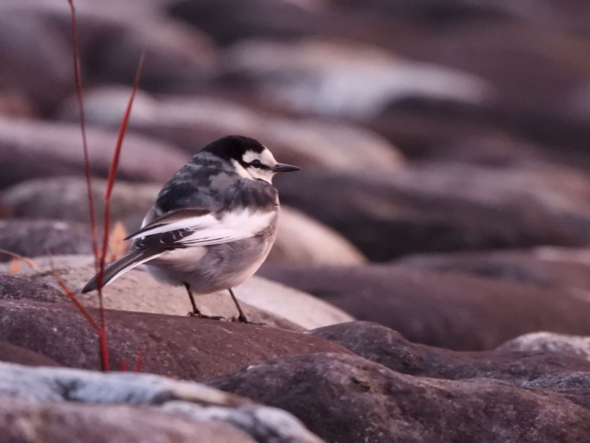 White Wagtail