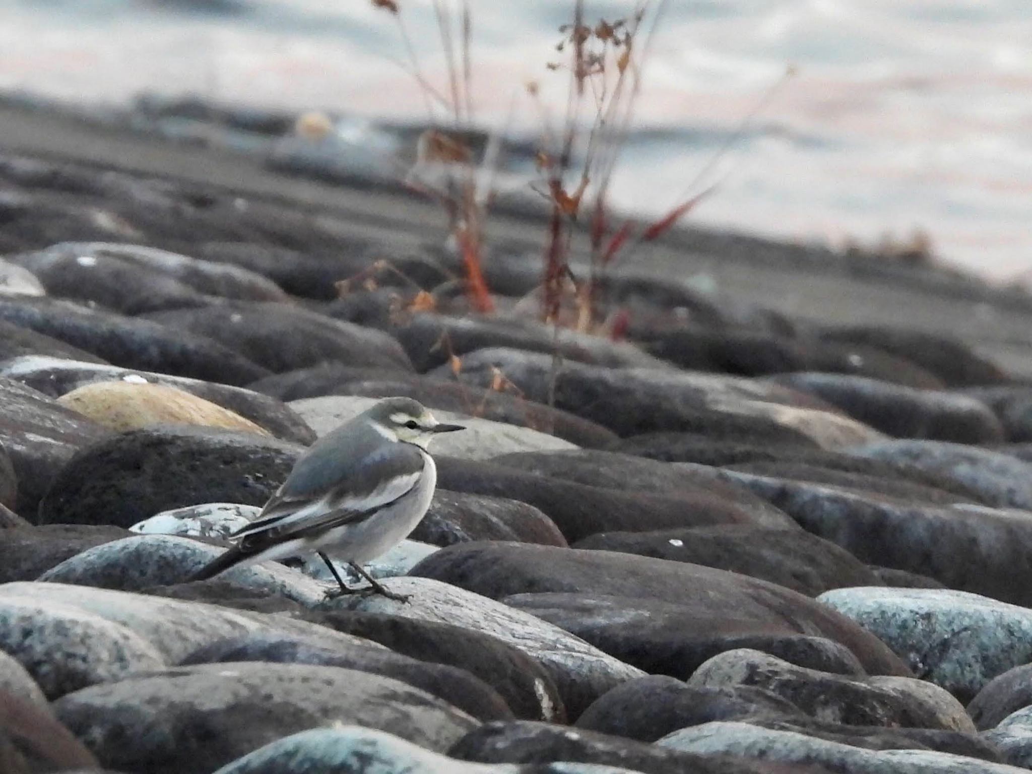 White Wagtail