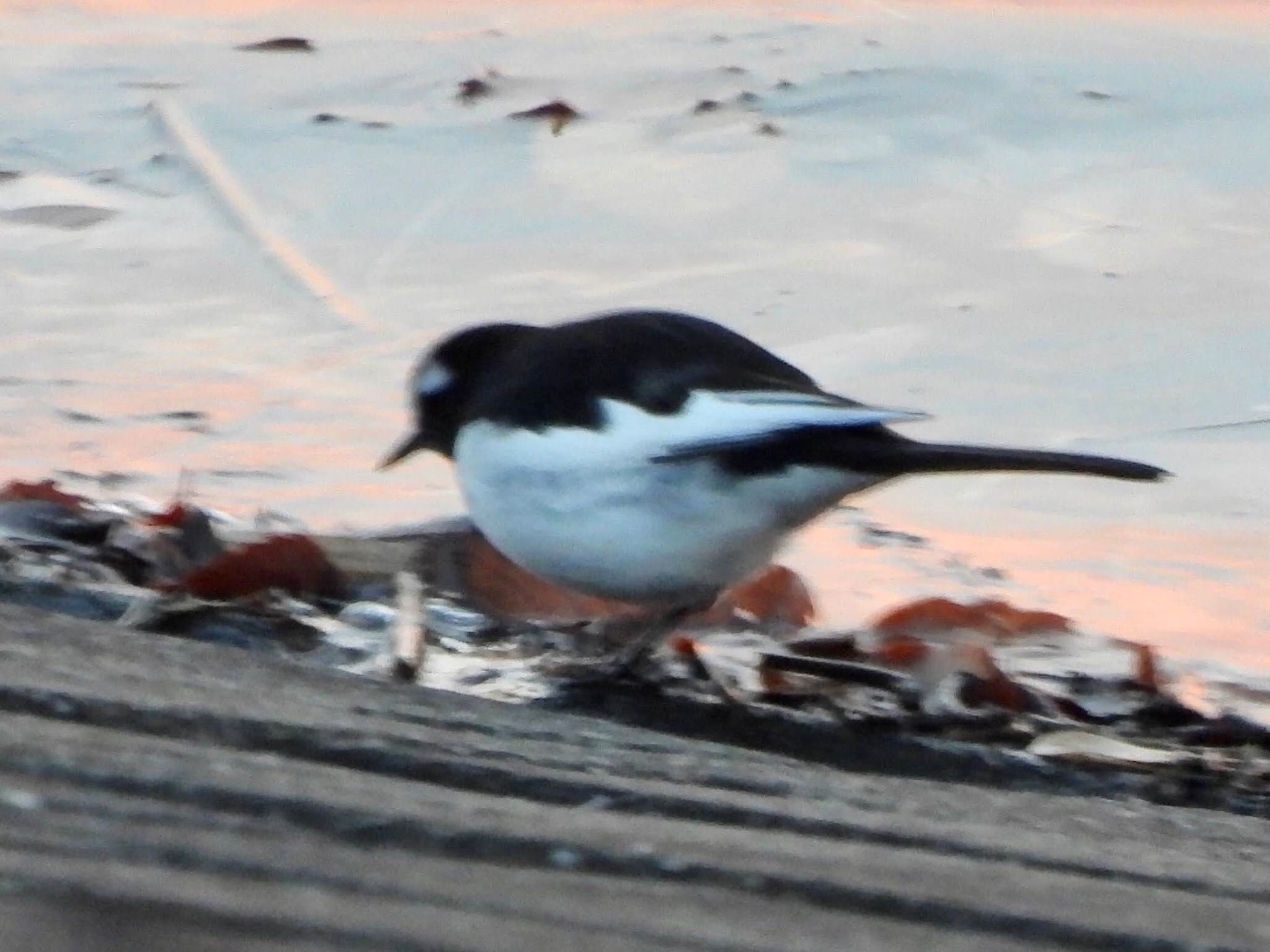 Japanese Wagtail